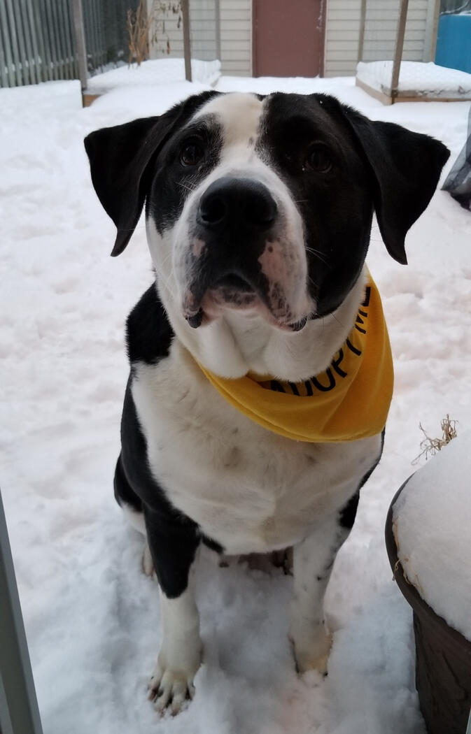 Dog in snow